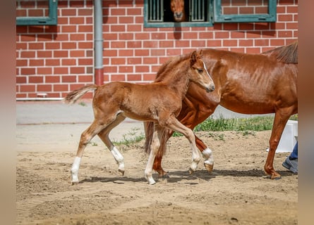 Deutsches Reitpony, Hengst, , Fuchs