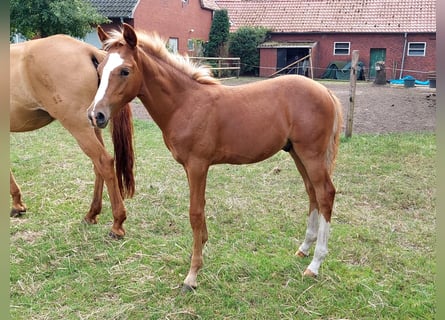 Deutsches Reitpony, Hengst, Fohlen (04/2024), Fuchs