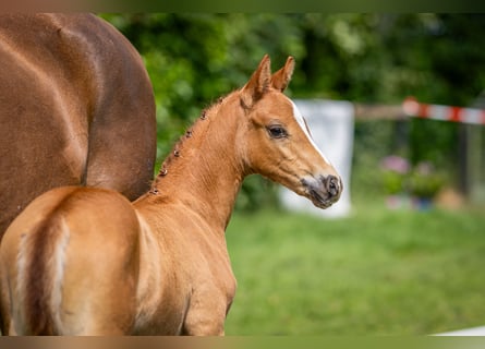 Deutsches Reitpony, Hengst, , Fuchs