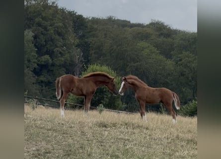 Deutsches Reitpony, Hengst, Fohlen (04/2026), Fuchs