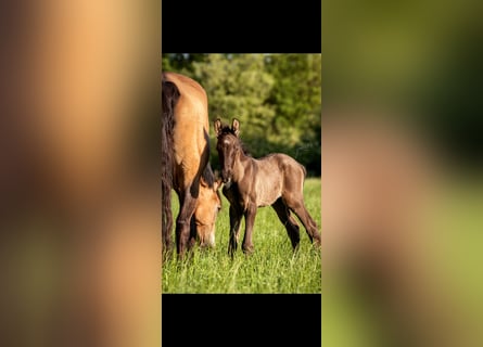 Deutsches Reitpony, Hengst, , Grullo