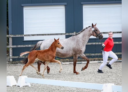 Deutsches Reitpony, Hengst, , Kann Schimmel werden