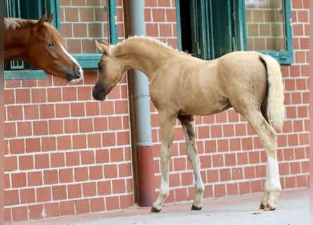 Deutsches Reitpony, Hengst, Fohlen (05/2024), Palomino