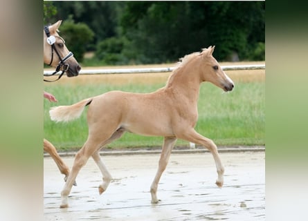 Deutsches Reitpony, Hengst, , Palomino