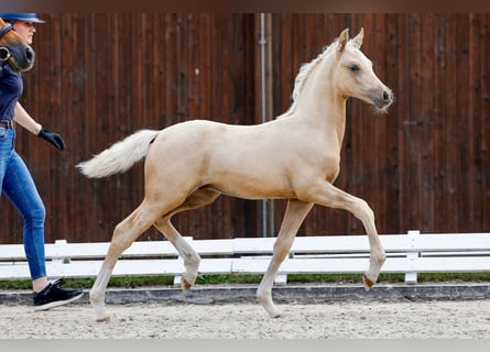 Deutsches Reitpony, Hengst, Fohlen (05/2025), Palomino