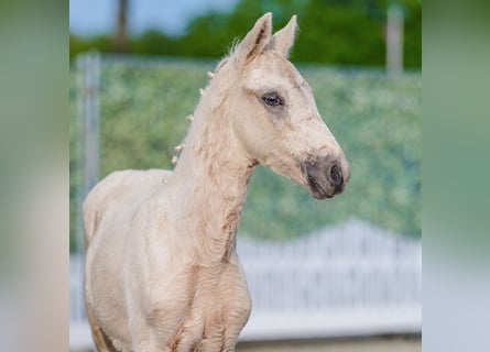 Deutsches Reitpony, Hengst, Fohlen (03/2026), Palomino