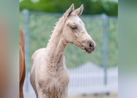 Deutsches Reitpony, Hengst, Fohlen (03/2026), Palomino