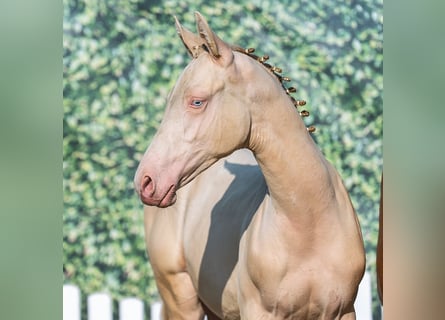 Deutsches Reitpony, Hengst, Fohlen (04/2025), Palomino