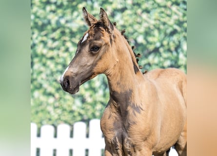 Deutsches Reitpony, Hengst, Fohlen (05/2025), Palomino