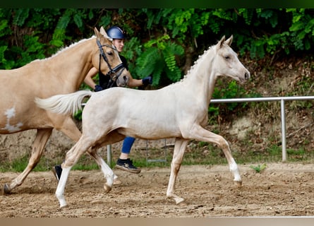 Deutsches Reitpony, Hengst, Fohlen (03/2026), Palomino