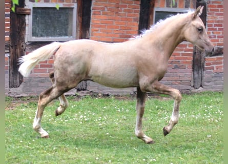 Deutsches Reitpony, Hengst, Fohlen (04/2026), Palomino