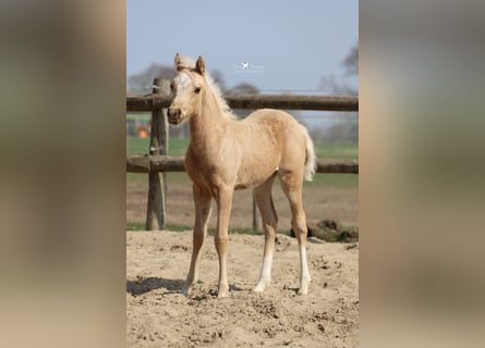 Deutsches Reitpony, Hengst, , Palomino