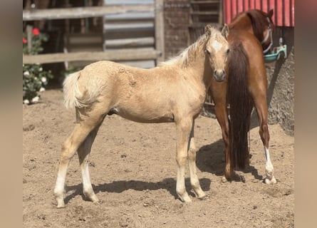 Deutsches Reitpony, Hengst, , Palomino