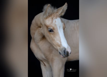 Deutsches Reitpony, Hengst, , Palomino