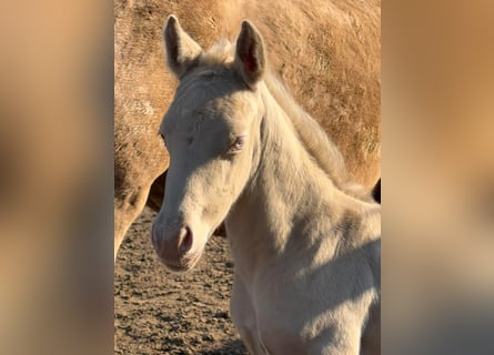 Deutsches Reitpony, Hengst, Fohlen (03/2026), Perlino