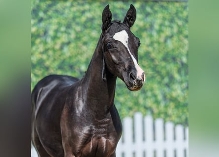 Deutsches Reitpony, Hengst, Fohlen (03/2026), Rappe