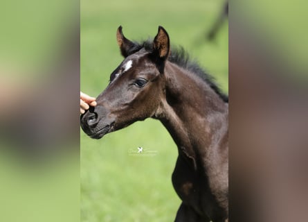 Deutsches Reitpony, Hengst, , Rappe