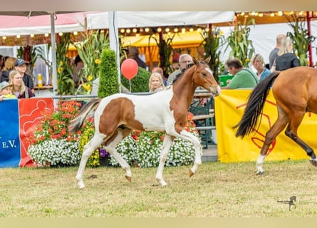 Deutsches Reitpony, Hengst, Fohlen (04/2026), Schecke