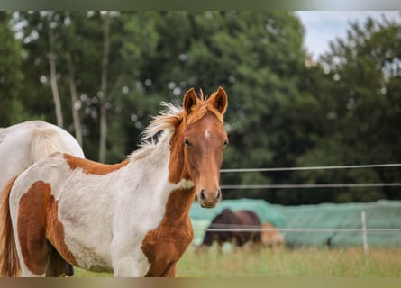 Deutsches Reitpony, Hengst, Fohlen (03/2025), Schecke