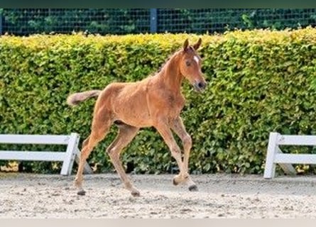Deutsches Reitpony, Hengst, Fohlen (05/2026)