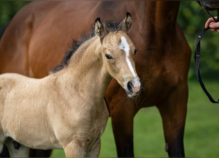 Deutsches Reitpony, Hengst, 