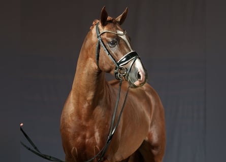 Deutsches Reitpony, Hengst, 3 Jahre, 147 cm, Fuchs