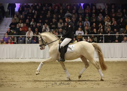Deutsches Reitpony, Hengst, 8 Jahre, 144 cm, Perlino