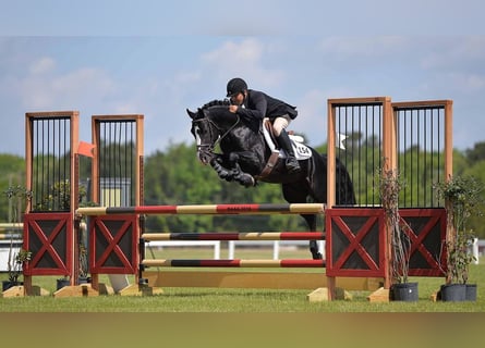 Deutsches Reitpony, Hengst, 19 Jahre, 147 cm, Rappe