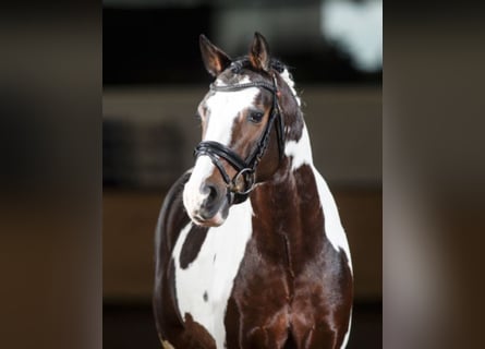Deutsches Reitpony, Hengst, 17 Jahre, 148 cm, Schecke