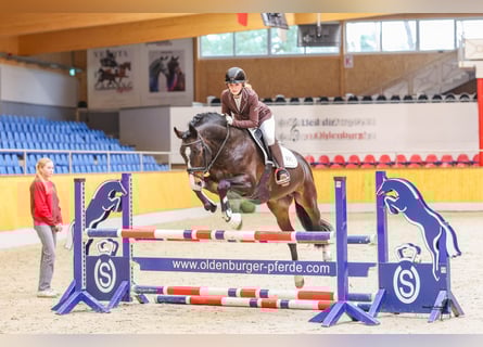Deutsches Reitpony, Hengst, 17 Jahre, 155 cm, Schwarzbrauner