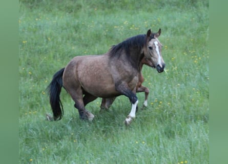 Deutsches Reitpony, Stute, 10 Jahre, 142 cm, Buckskin