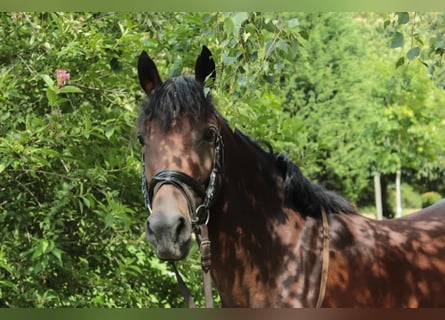 Deutsches Reitpony, Stute, 10 Jahre, 144 cm, Brauner