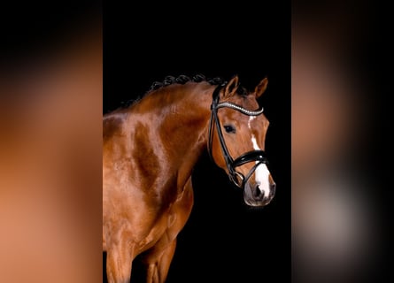 Deutsches Reitpony, Stute, 10 Jahre, 144 cm, Brauner