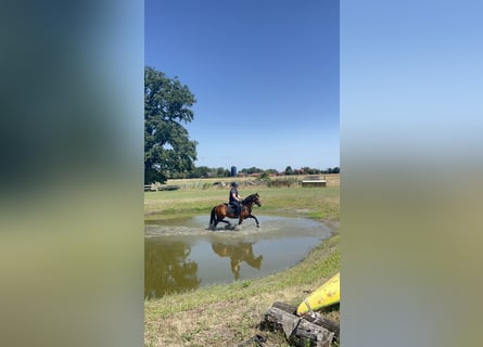Deutsches Reitpony, Stute, 10 Jahre, 145 cm, Brauner