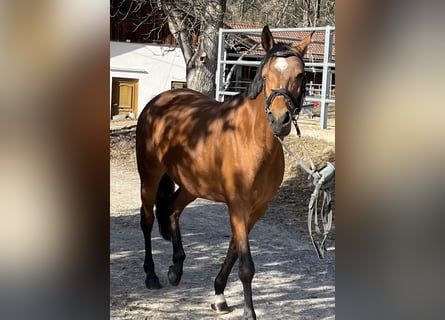 Deutsches Reitpony, Stute, 10 Jahre, 146 cm, Brauner