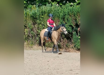 Deutsches Reitpony, Stute, 10 Jahre, 146 cm, Buckskin
