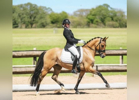 Deutsches Reitpony, Stute, 10 Jahre, 146 cm, Falbe