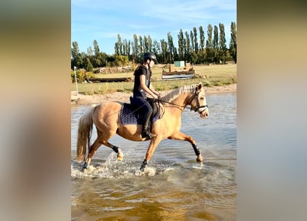 Deutsches Reitpony, Stute, 10 Jahre, 146 cm, Palomino