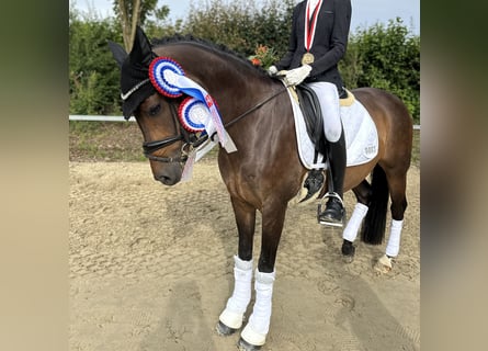 Deutsches Reitpony, Stute, 10 Jahre, 148 cm, Dunkelbrauner