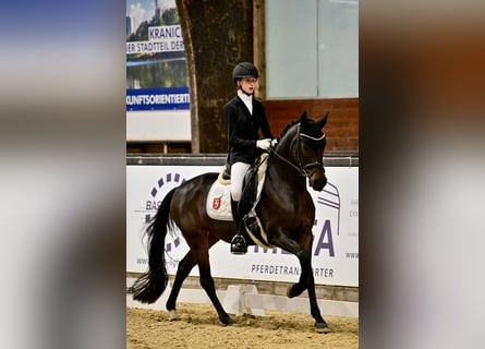 Deutsches Reitpony, Stute, 10 Jahre, 148 cm, Dunkelbrauner