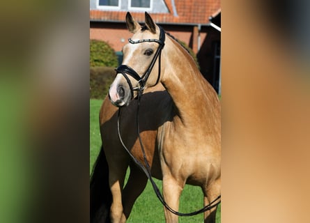 Deutsches Reitpony, Stute, 10 Jahre, 148 cm, Falbe