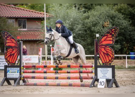 Deutsches Reitpony, Stute, 10 Jahre, 148 cm, Schimmel