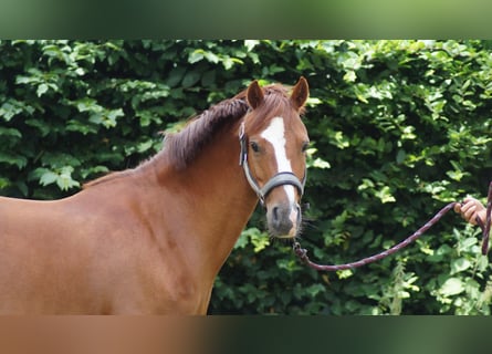 Deutsches Reitpony, Stute, 11 Jahre, 133 cm, Fuchs