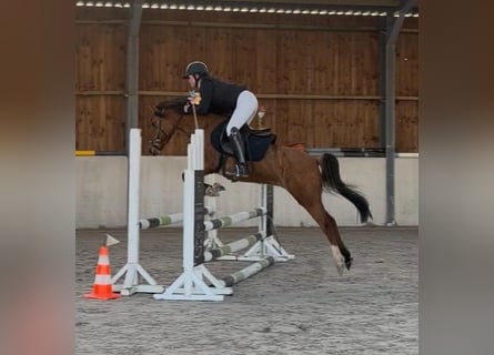 Deutsches Reitpony, Stute, 11 Jahre, 141 cm, Red Dun
