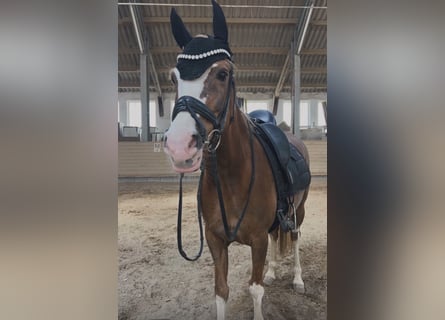 Deutsches Reitpony, Stute, 11 Jahre, 147 cm, Fuchs