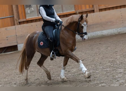 Deutsches Reitpony, Stute, 11 Jahre, 147 cm, Fuchs