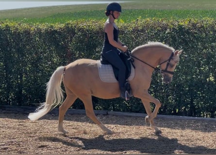 Deutsches Reitpony, Stute, 11 Jahre, 147 cm, Palomino