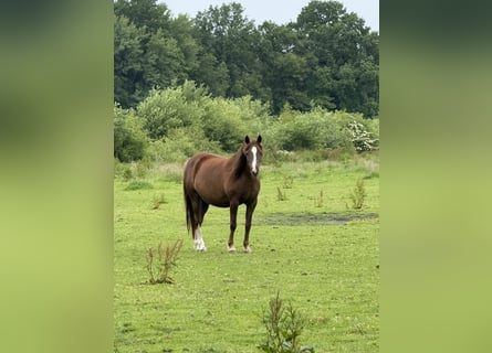 Deutsches Reitpony, Stute, 11 Jahre, 148 cm, Dunkelfuchs