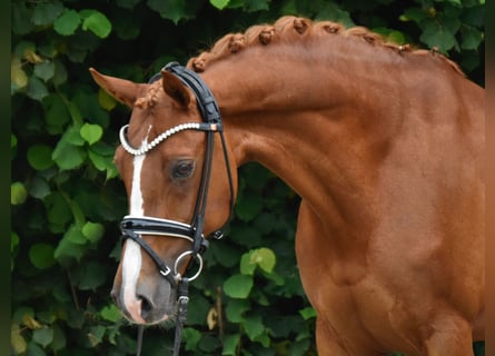 Deutsches Reitpony, Stute, 11 Jahre, 148 cm, Fuchs