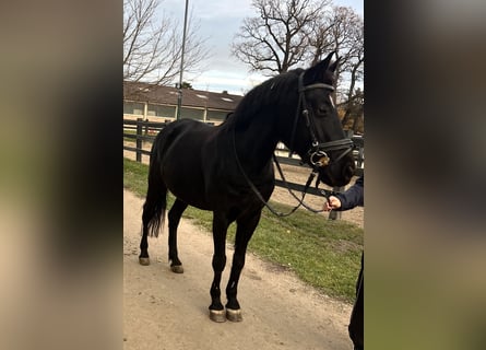 Deutsches Reitpony, Stute, 11 Jahre, 148 cm, Rappe